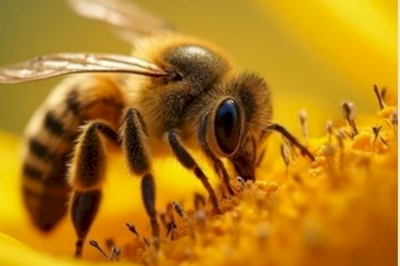Les abeilles débarquent à la bibliothèque municipale